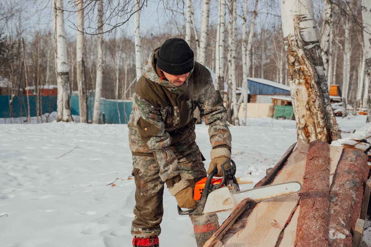 Best Palm Tree Trimming  in Bellevue, MI